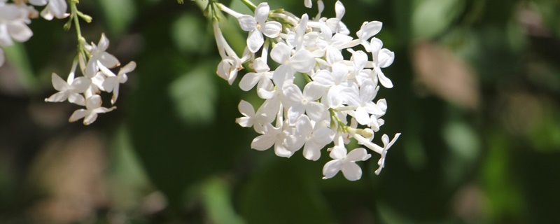 白色丁香花花语是什么