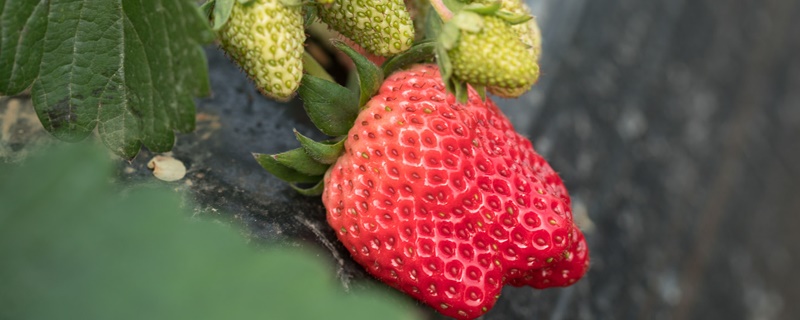 草莓果的花语和寓意
