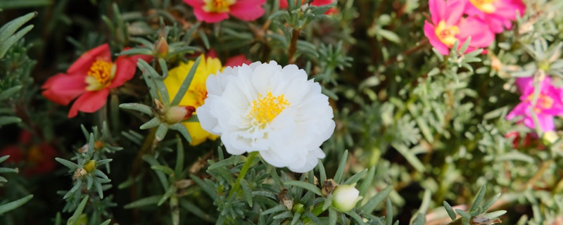 白色的小太阳花的花语