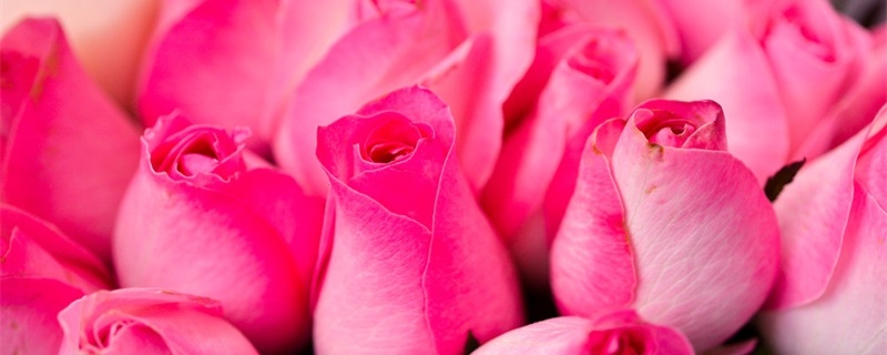 99朵粉红色玫瑰花语是什么意思