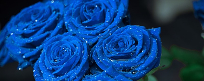 99朵蓝玫瑰花语