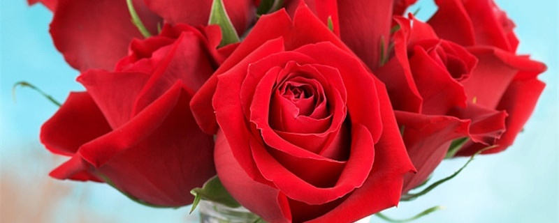 32朵红玫瑰的花语