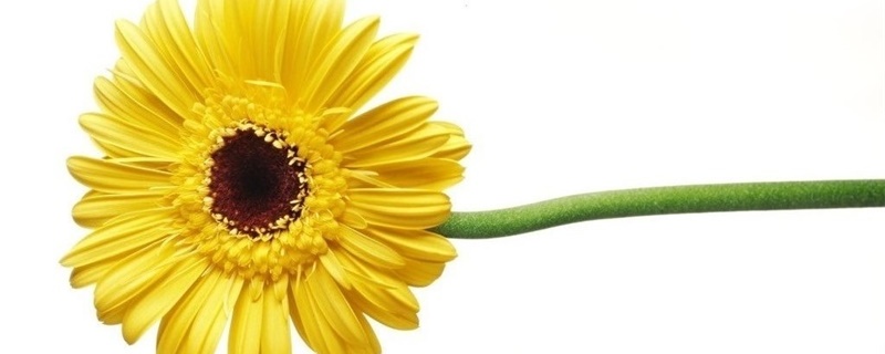 黄色非洲菊的花语是什么