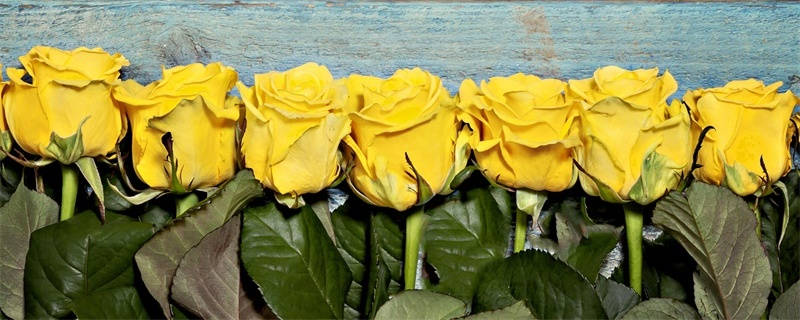 黄玫瑰15朵花语是什么