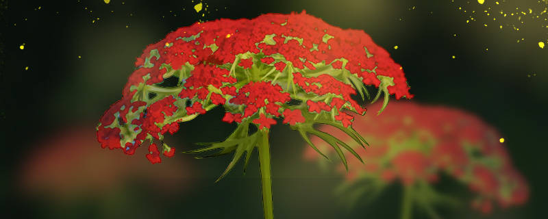 红色雪珠花花语
