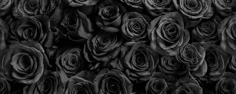 黑色玫瑰的花语