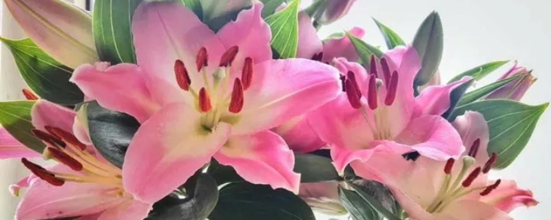 粉色百合花的花语和寓意