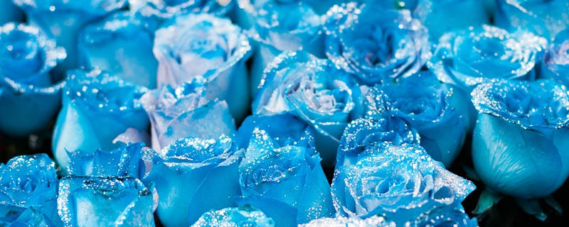 蓝蔷薇花语