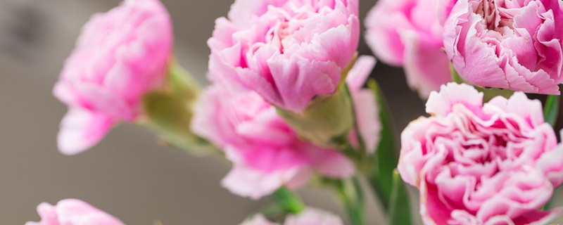 粉色康乃馨花语及支数