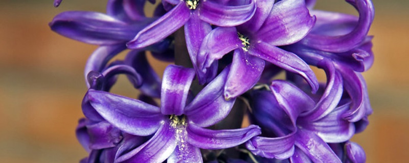 风信子紫色花语是什么