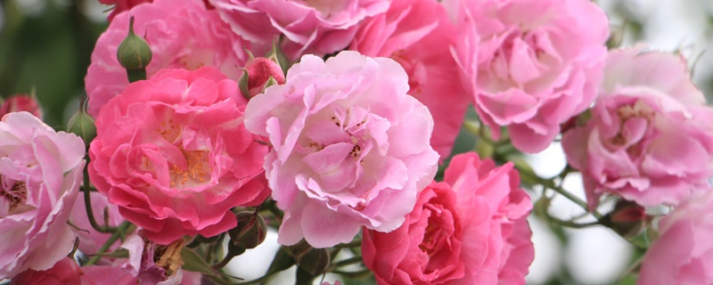 粉色野蔷薇的花语