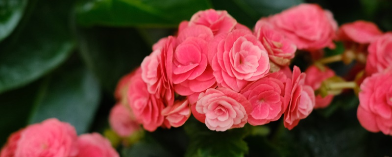 玫瑰海棠花语
