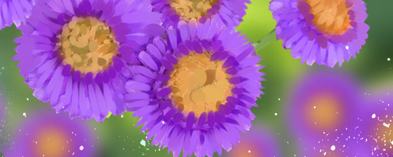 紫色雏菊的花语和寓意 花百科