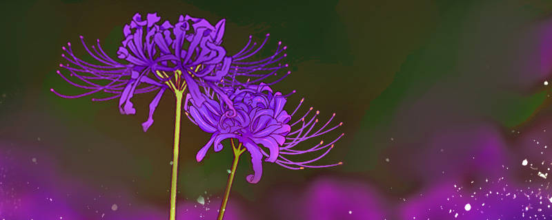 紫色彼岸花的花语