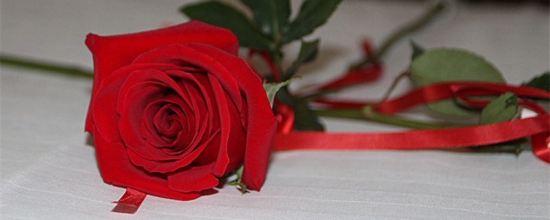一束红玫瑰的花语