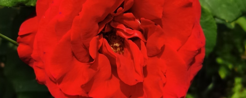 深红蔷薇花的花语