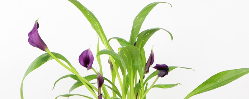 紫色马蹄莲花语 花百科