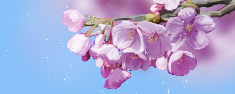 紫色樱花花语