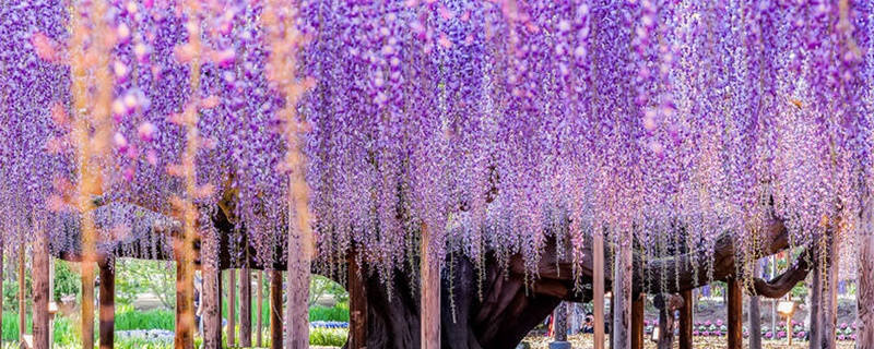 紫藤萝花语是什么