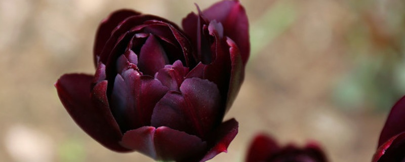 紫郁金香花语和寓意