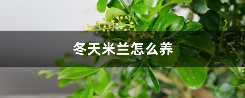 冬天米兰怎么养，冬天用施肥吗