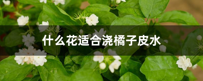 什么花适合浇橘子皮水，橘子皮泡水浇花注意事项