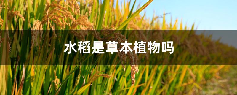 水稻是草本植物吗