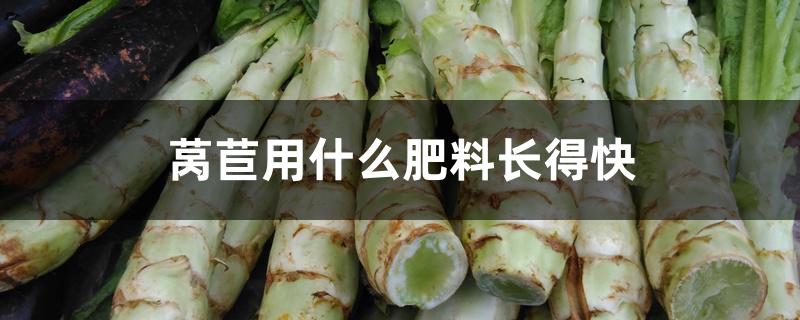 莴苣用什么肥料长得快