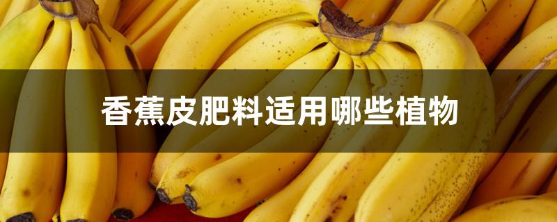 香蕉皮肥料适用哪些植物