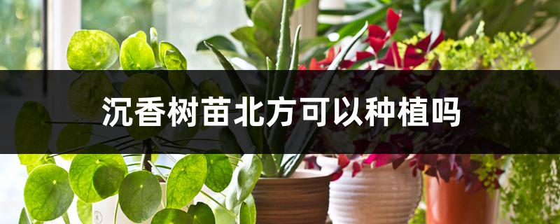 沉香树苗北方可以种植吗