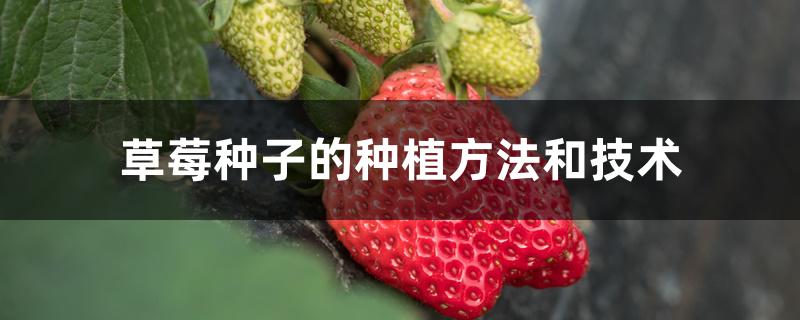 草莓种子的种植方法和技术