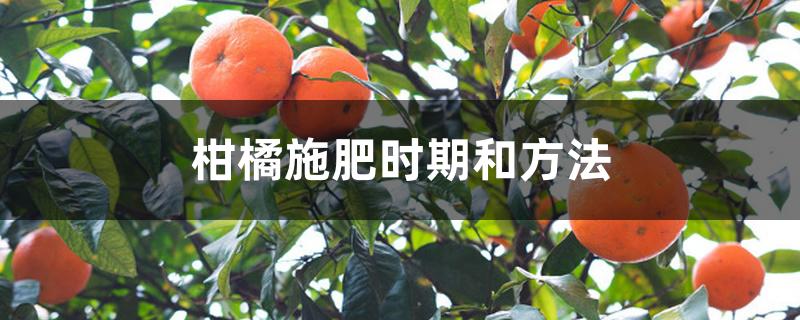 柑橘施肥时期和方法