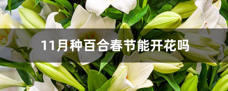 11月种百合春节能开花吗