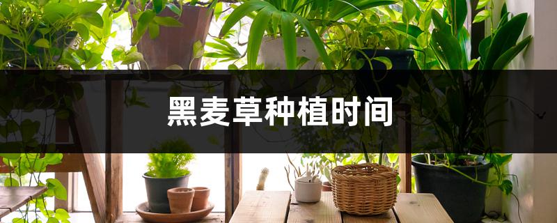 黑麦草种植时间