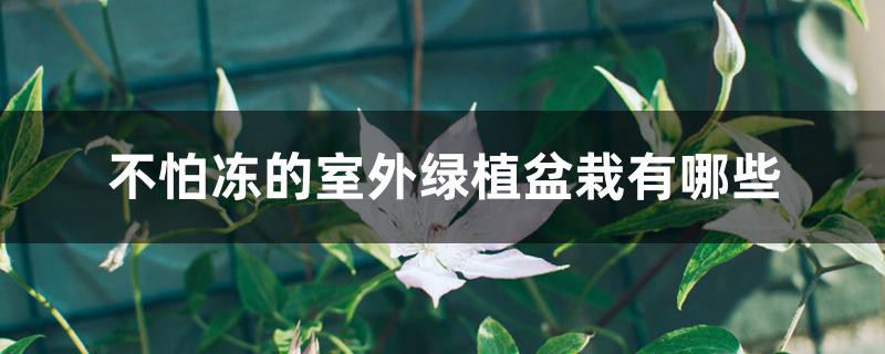 不怕冻的室外绿植盆栽有哪些