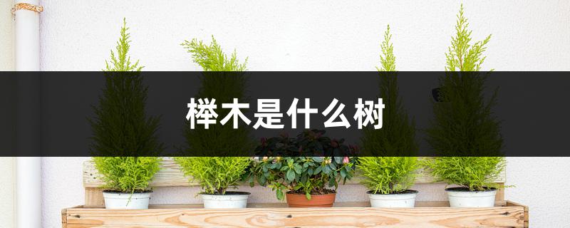 榉木是什么树