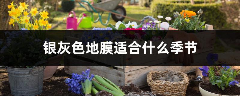 银灰色地膜适合什么季节