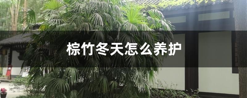 棕竹冬天怎么养护