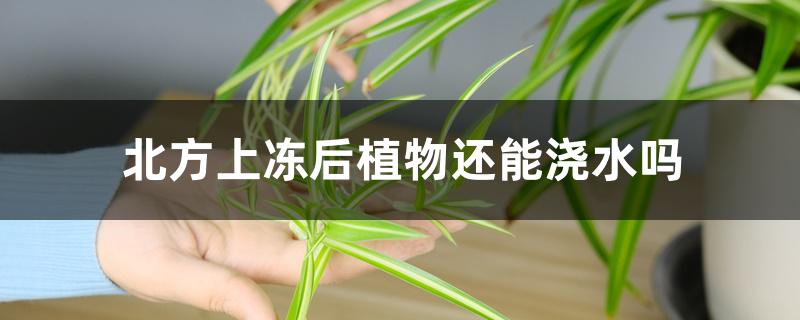 北方上冻后植物还能浇水吗