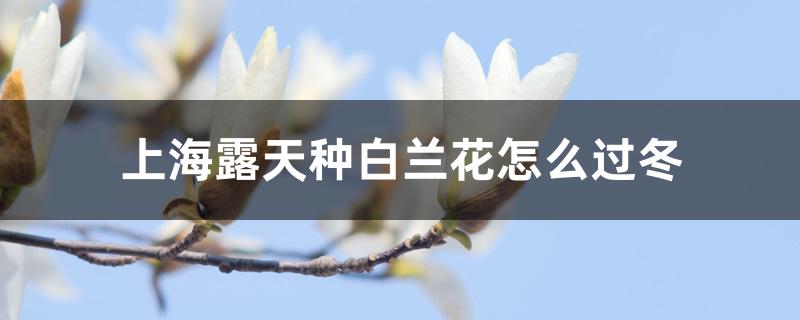 上海露天种白兰花怎么过冬，怎么施春肥