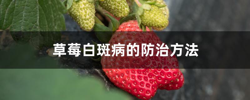 草莓白斑病的防治方法，用什么药剂改善