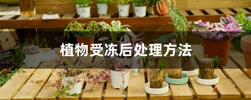 植物受冻后处理方法