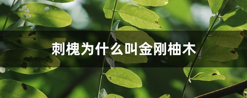 刺槐为什么叫金刚柚木