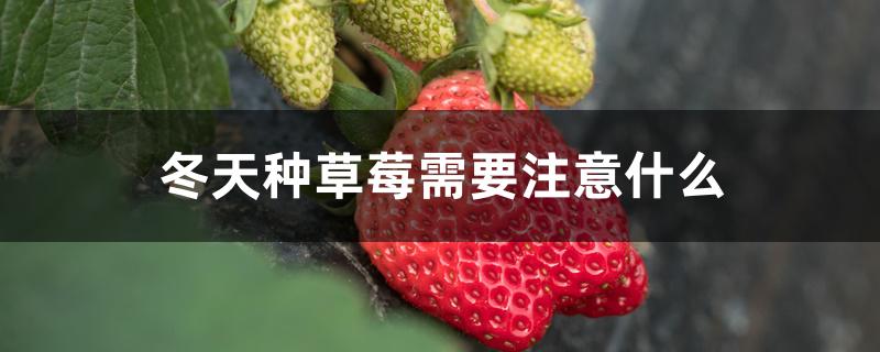 冬天种草莓需要注意什么