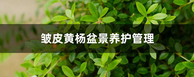 皱皮黄杨盆景养护管理