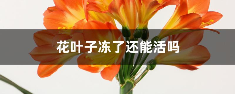 花叶子冻了还能活吗