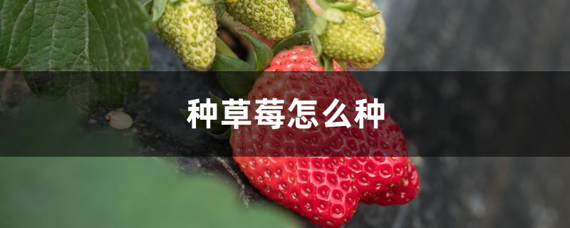 种草莓怎么种