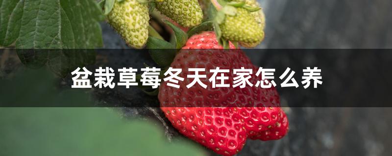 盆栽草莓冬天在家怎么养