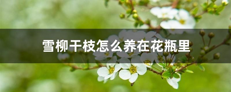 雪柳干枝怎么养在花瓶里