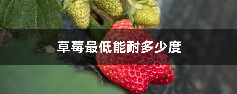 草莓最低能耐多少度